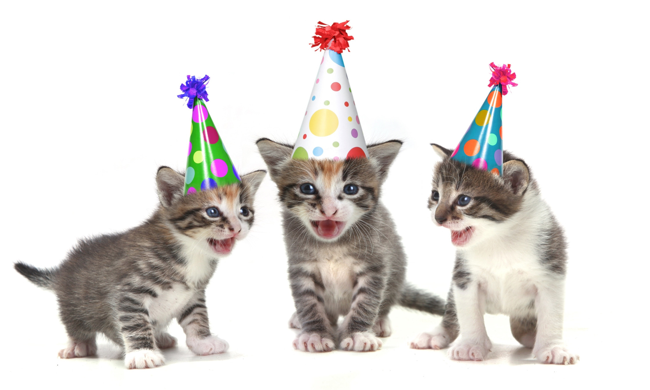 Cat Birthday Invitations
 Cat Themed Birthday Invitations