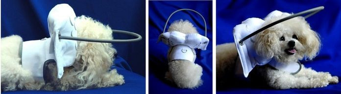 DIY Blind Dog Halo
 Muffin s Halo Guide For Blind Dogs KL