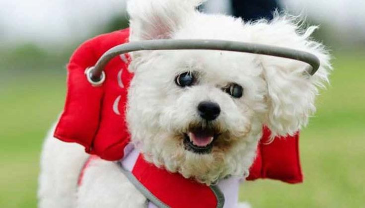 DIY Blind Dog Halo
 Muffin s Halo Blind Dog Halo Blind Dog Harness