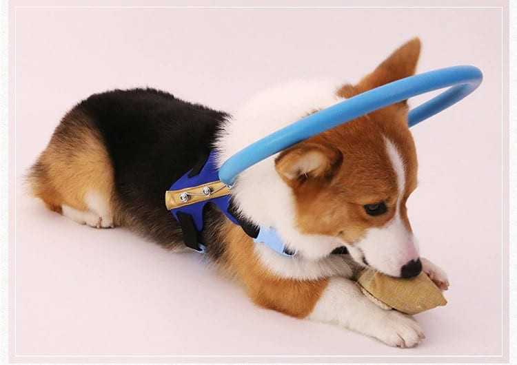 DIY Blind Dog Halo
 Blind Dog Bumper Collar Harness – DIY Halo Pet Protection