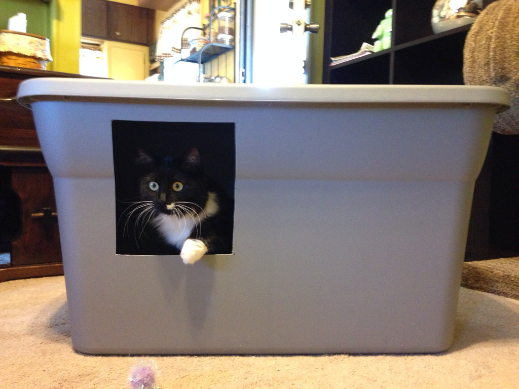 DIY Cat Litter Box Cover
 An Easy DIY Cat Litter Box Ideas – HomesFeed