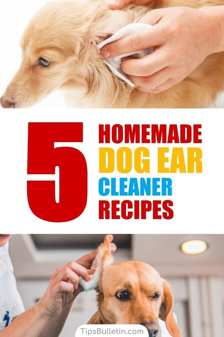 DIY Dog Ear Wash
 5 Homemade Dog Ear Cleaner Recipes