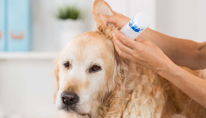 DIY Dog Ear Wash
 How to Make Homemade Dog Ear Cleaner