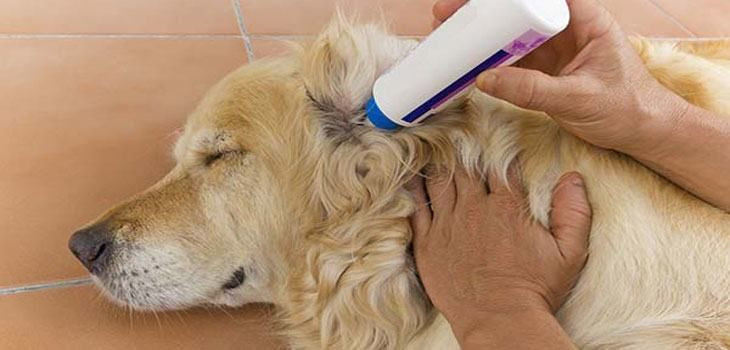 DIY Dog Ear Wash
 Ear Wash for Dogs Homemade and Natural Solutions