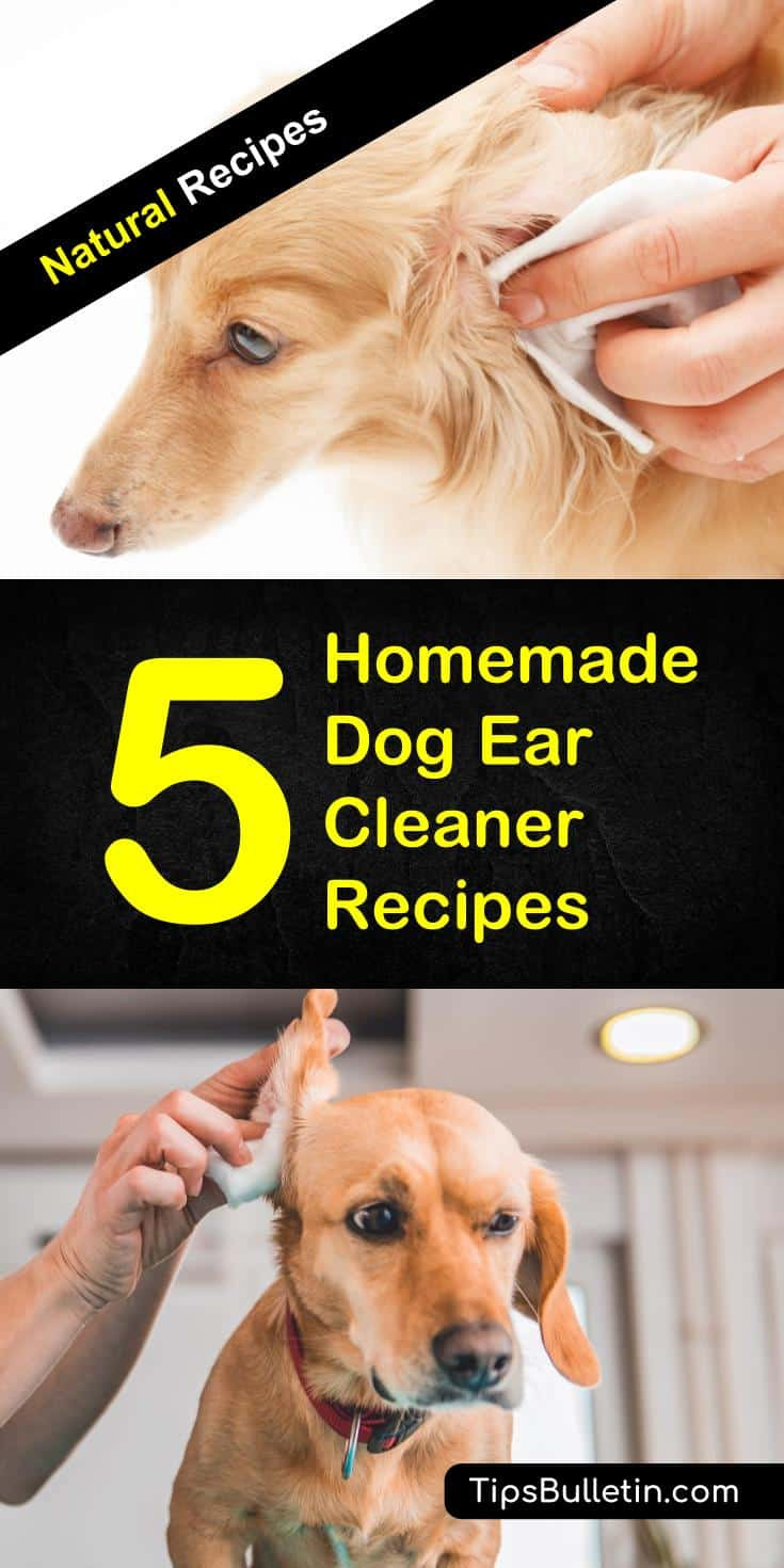 DIY Dog Ear Wash
 5 Homemade Dog Ear Cleaner Recipes