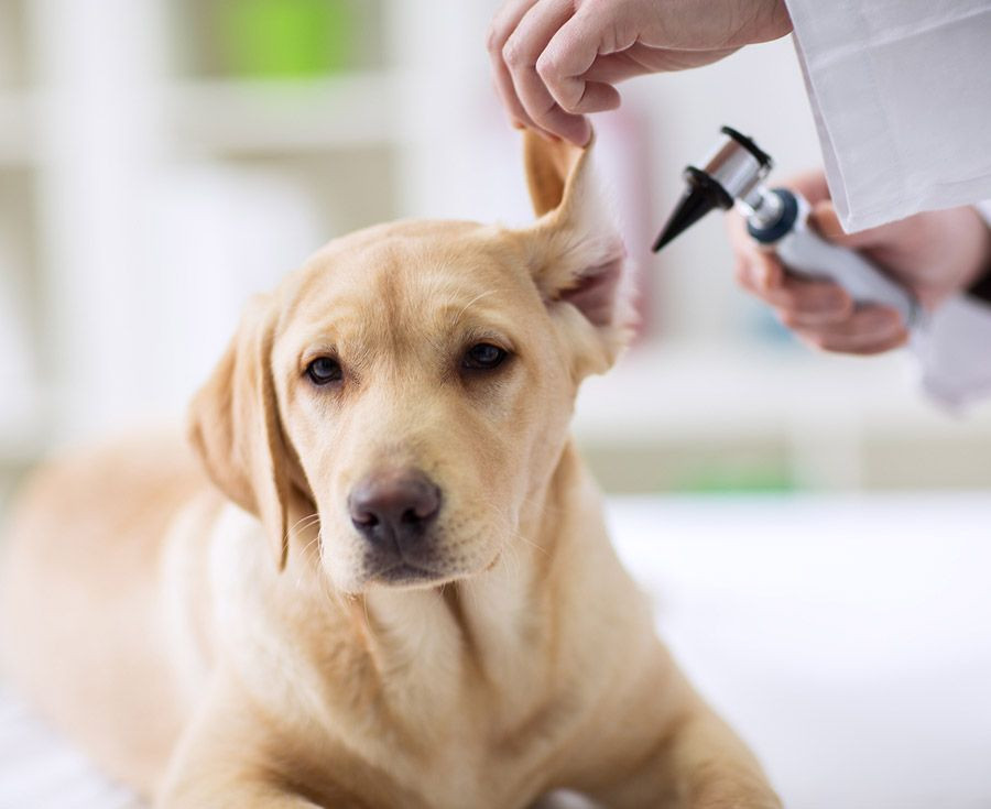 DIY Dog Ear Wash
 Homemade Dog Ear Cleaner – Effective Recipes to Preventing