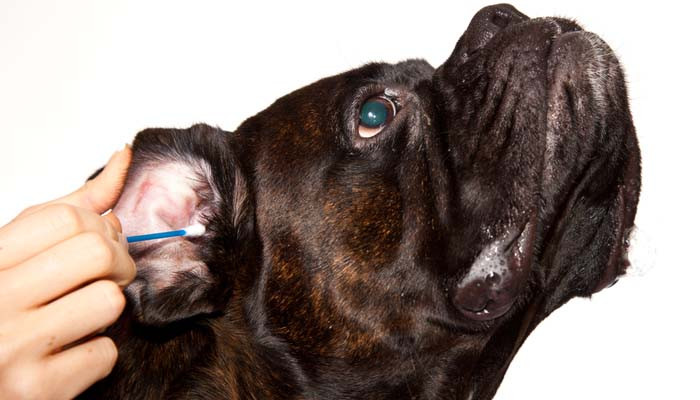 DIY Dog Ear Wash
 How to Make Homemade Dog Ear Cleaner