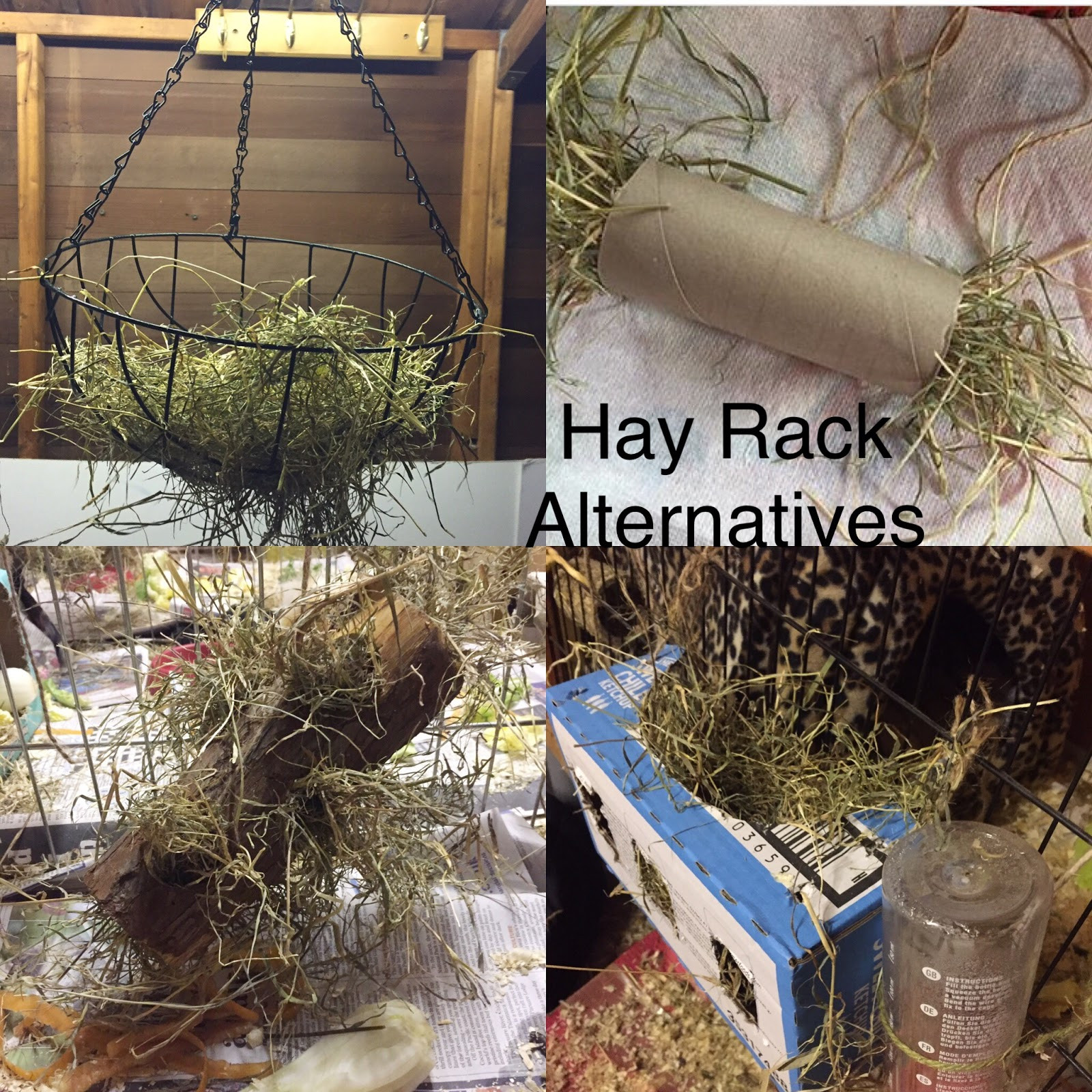 DIY Hay Rack
 Brax The Guinea Pig Hay rack Alternatives DIY & Affordable