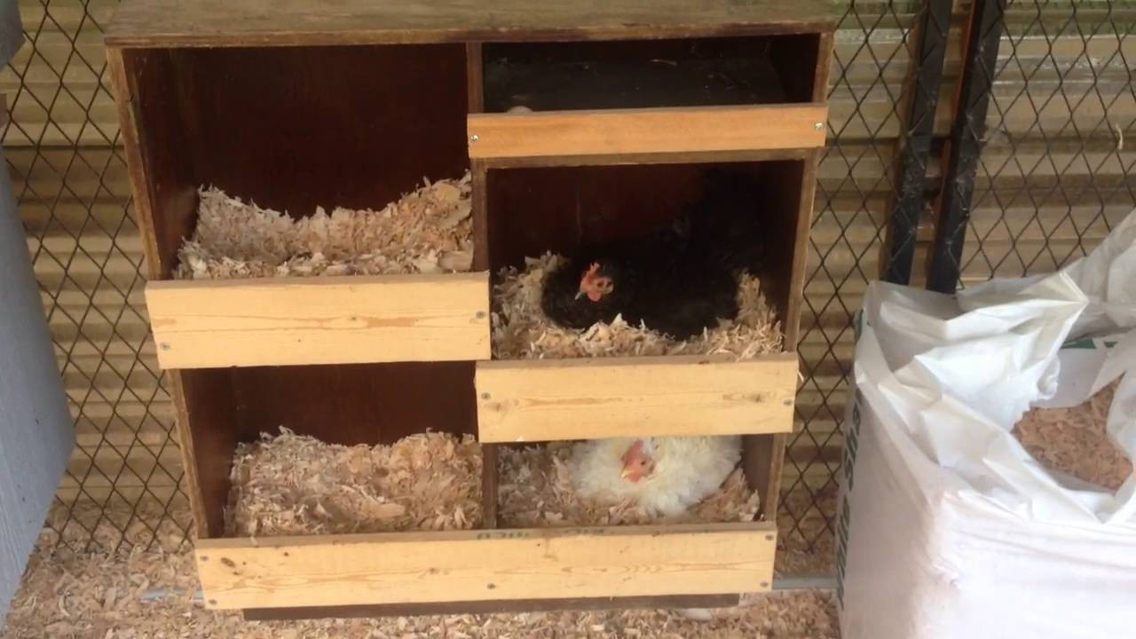 DIY Nesting Boxes For Chickens
 DIY Bookshelf Converted Into A Multi Chicken Nest Box