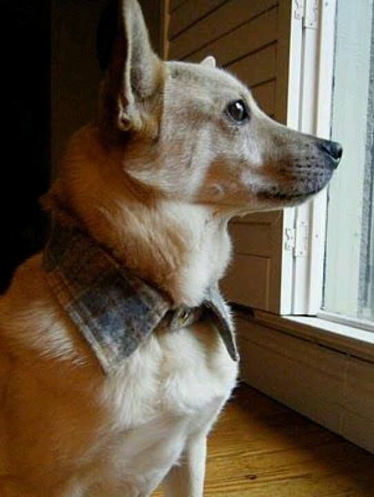DIY No Jump Dog Harness
 Animal Collar