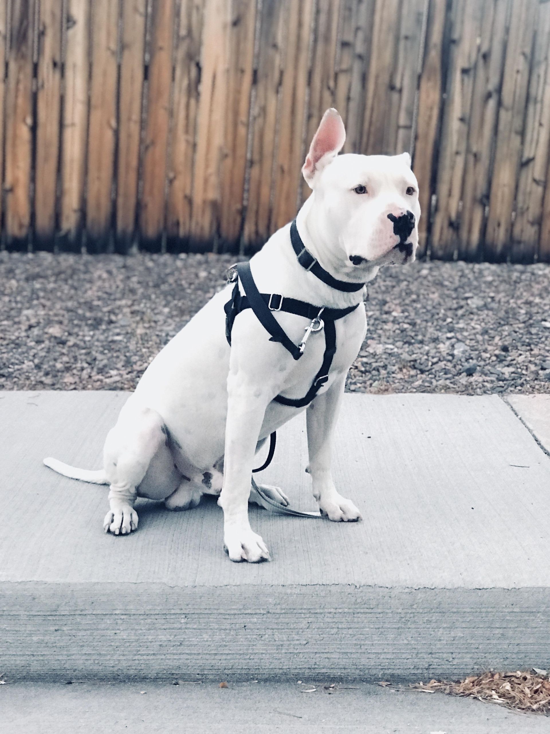 DIY No Jump Dog Harness
 Freedom No pull harness is a game changer Highly
