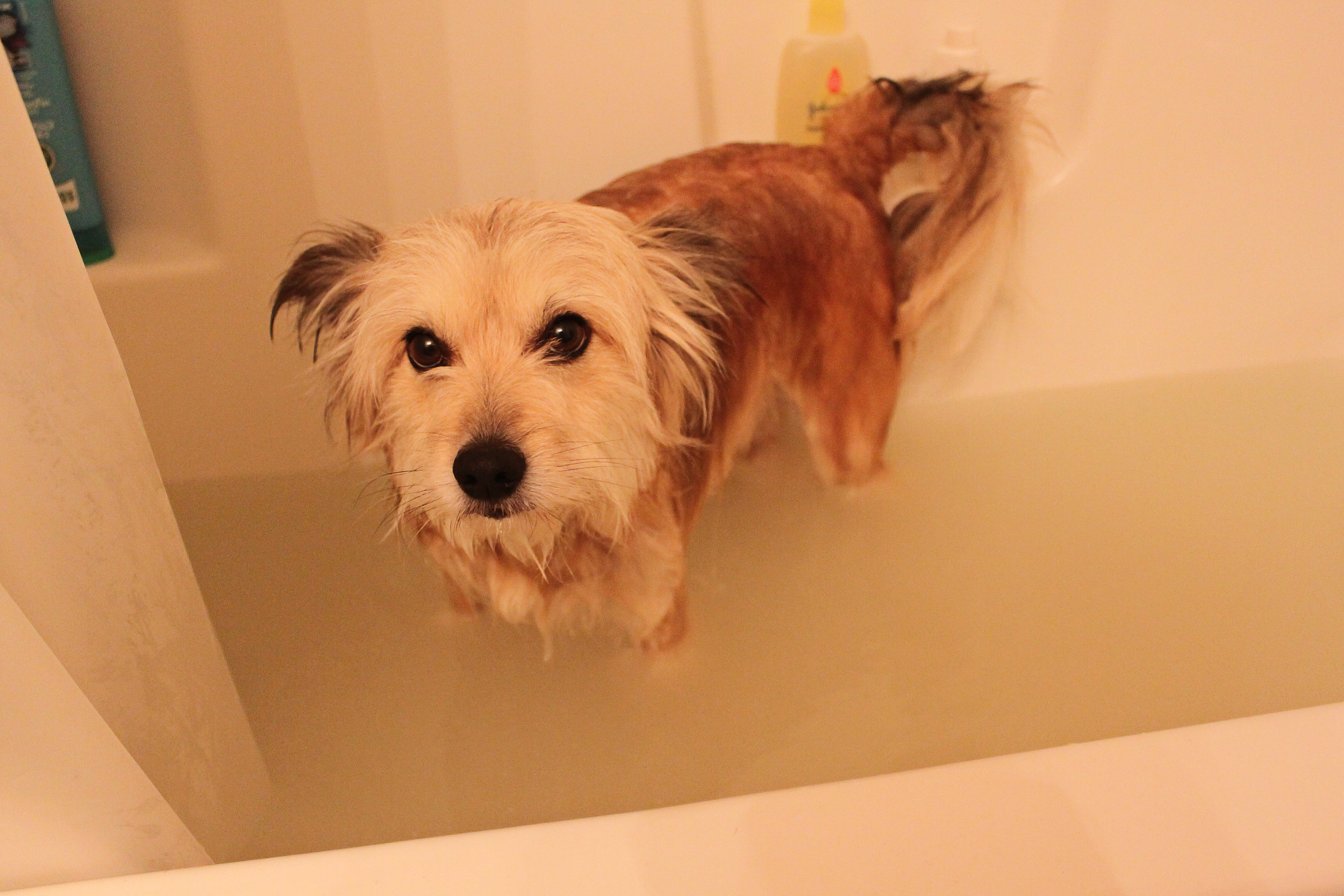 DIY Oatmeal Bath For Dogs
 Homemade Oatmeal Bath for dogs Meredith Rines