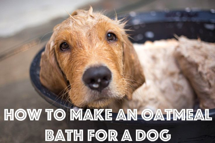 DIY Oatmeal Bath For Dogs
 How to Make an Oatmeal Bath for a Dog