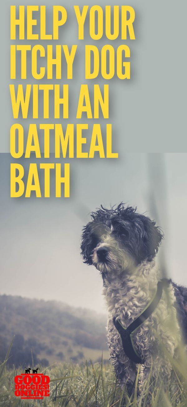 DIY Oatmeal Bath For Dogs
 How And Why You Make an Oatmeal Bath For Dogs With