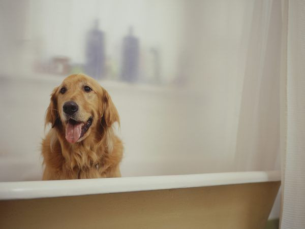 DIY Oatmeal Bath For Dogs
 Homemade Oatmeal Shampoo for Dogs