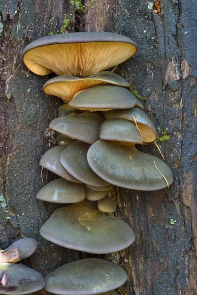 Fall Oyster Mushrooms
 Late fall oyster Panellus serotinus mushrooms of Russia