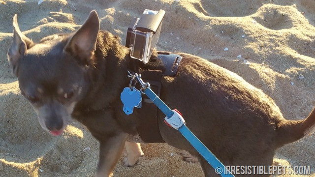 Gopro Dog Harness DIY
 DIY GoPro Harness for Chuy Chihuahua Irresistible Pets