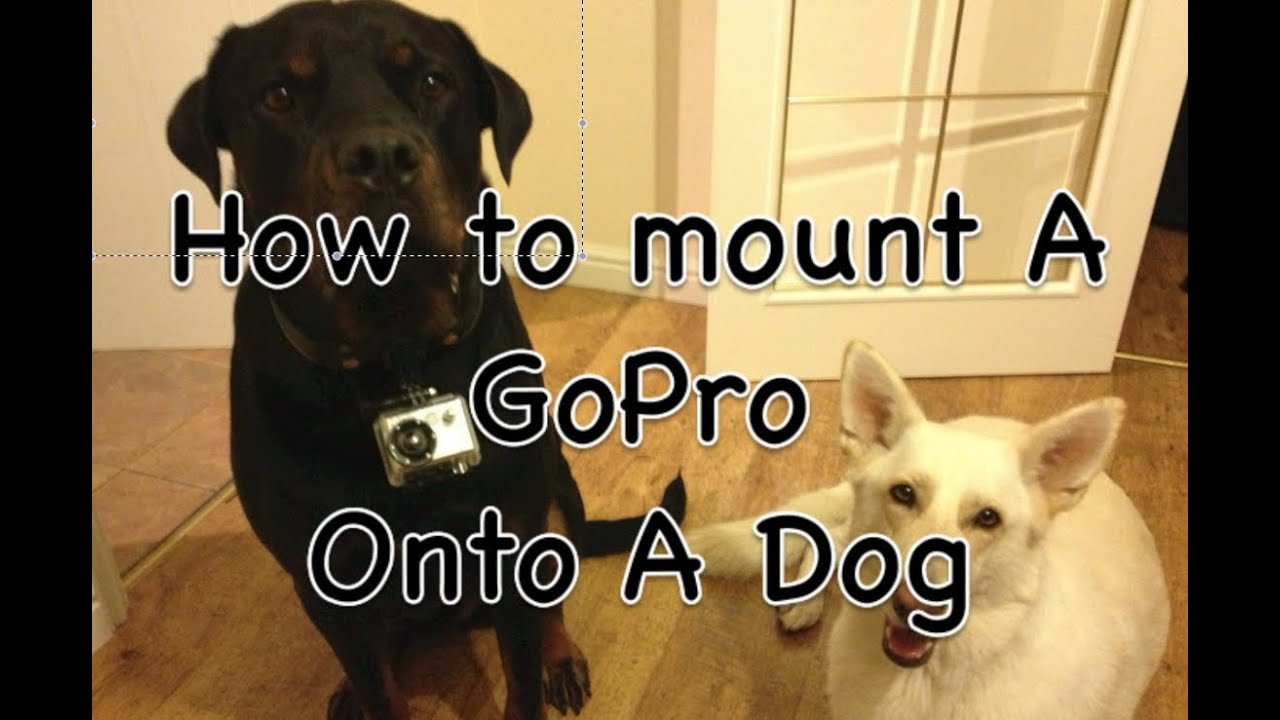 Gopro Dog Harness DIY
 How to mount GoPro camera on a dog collar Easy Simple