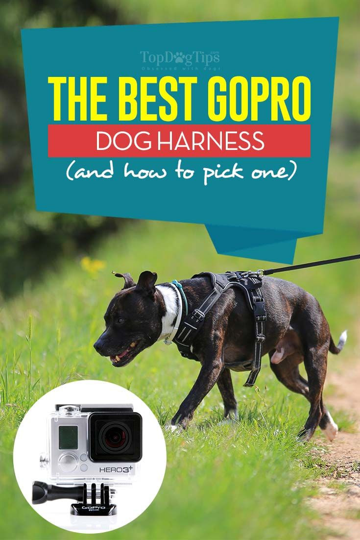 Gopro Dog Harness DIY
 The 3 Best GoPro Dog Harnesses and How to Pick e