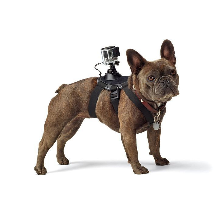 Gopro Dog Harness DIY
 1000 images about Do it yourself dog park on Pinterest