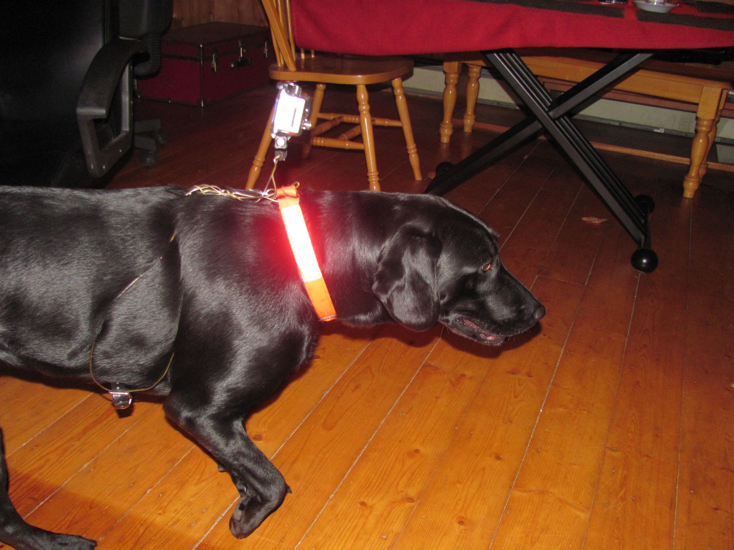Gopro Dog Harness DIY
 $2 Critter Cam for your Dog making dog GoPro harness