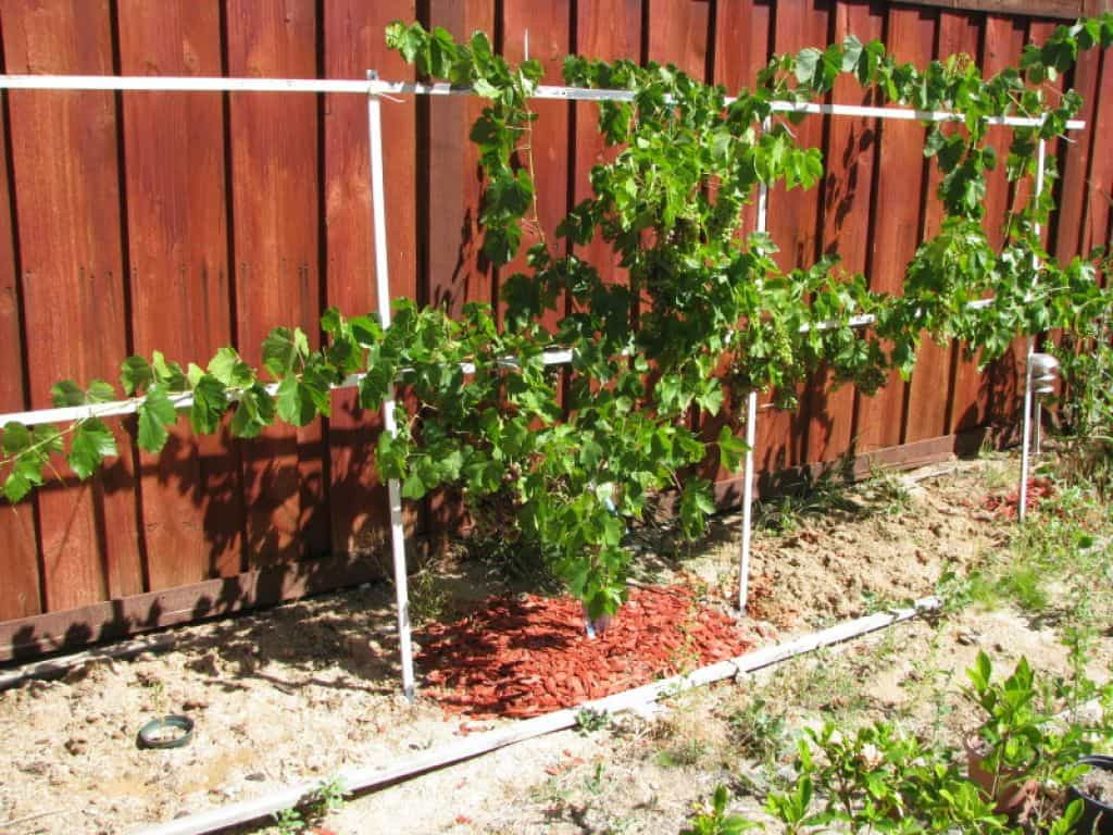 Growing Grapes In Backyard
 Backyard With Wooden Fences And Grapes Growing Grapes At