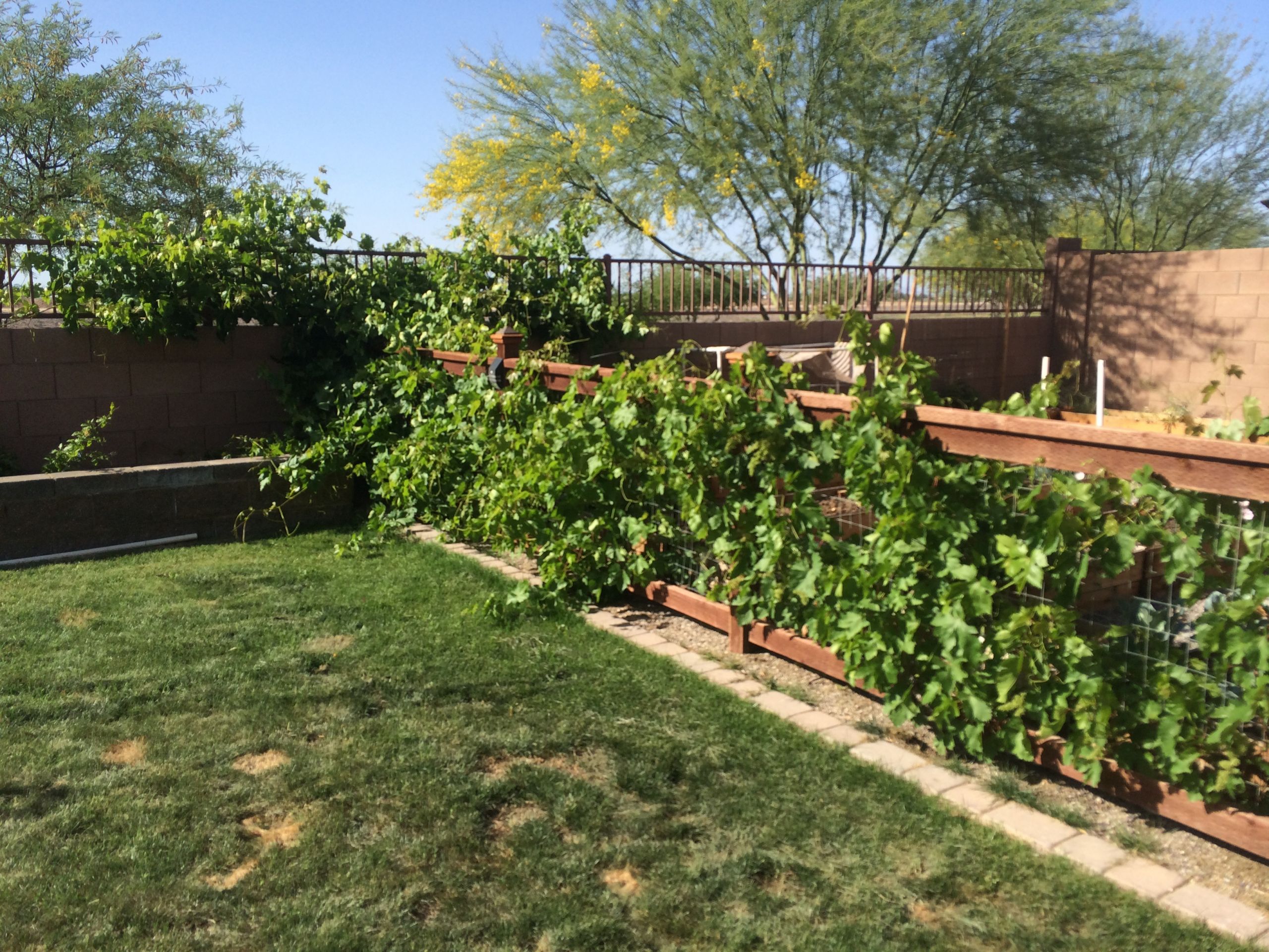 Growing Grapes In Backyard
 Five Tips for Growing Grapes in Phoenix