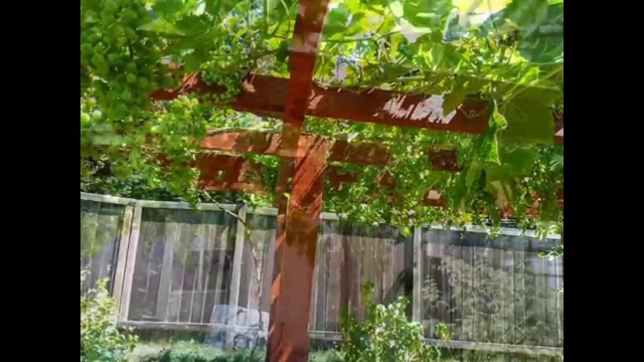 Growing Grapes In Backyard
 Growing grapes in backyard Seattle WA