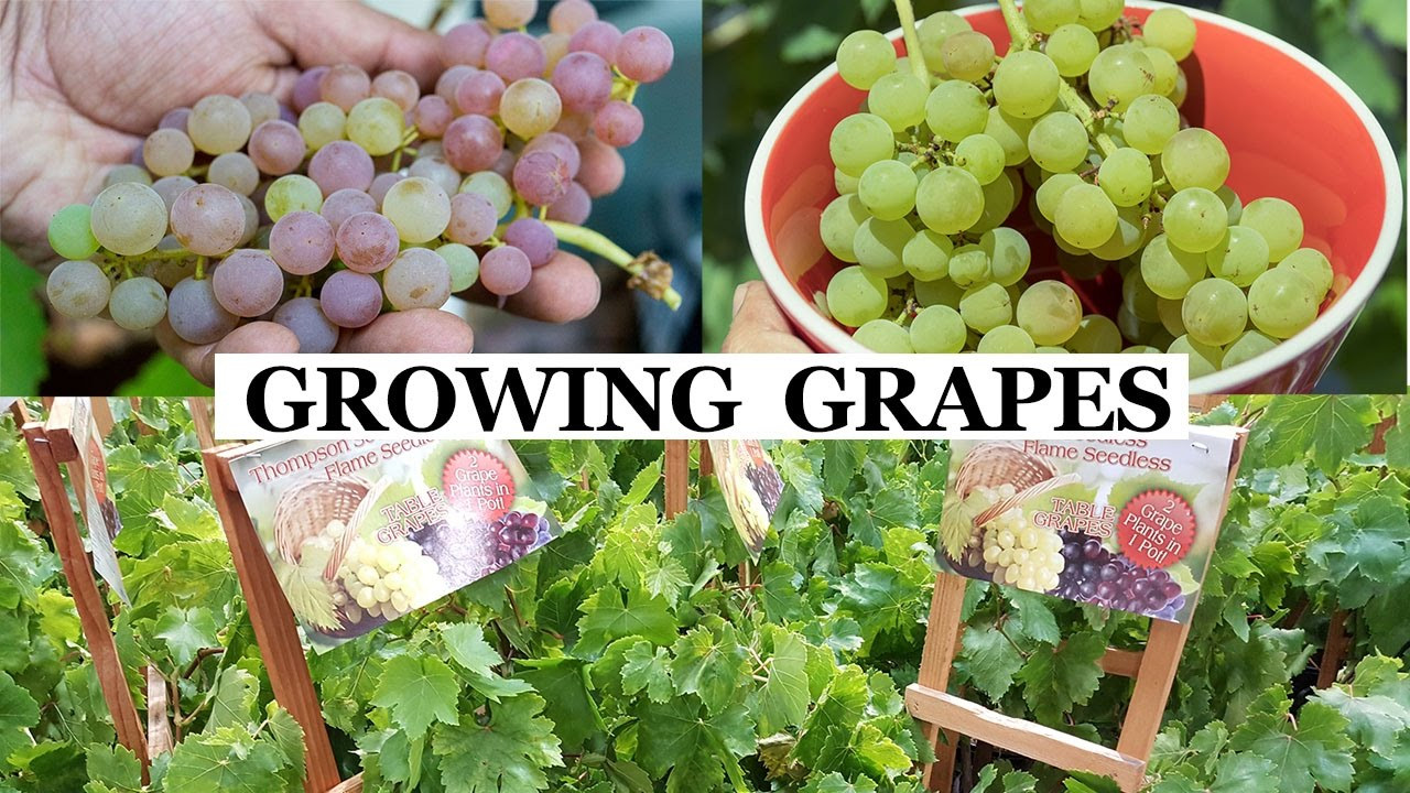 Growing Grapes In Backyard
 Two Year Grapes How To Grow Grapes In Your Garden