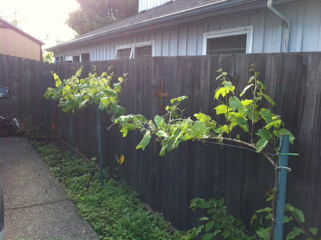 Growing Grapes In Backyard
 Grow Table Grapes in Your Backyard Proverbial Homemaker