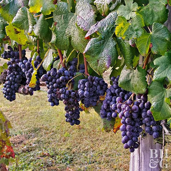 Growing Grapes In Backyard
 How to Grow Grapes