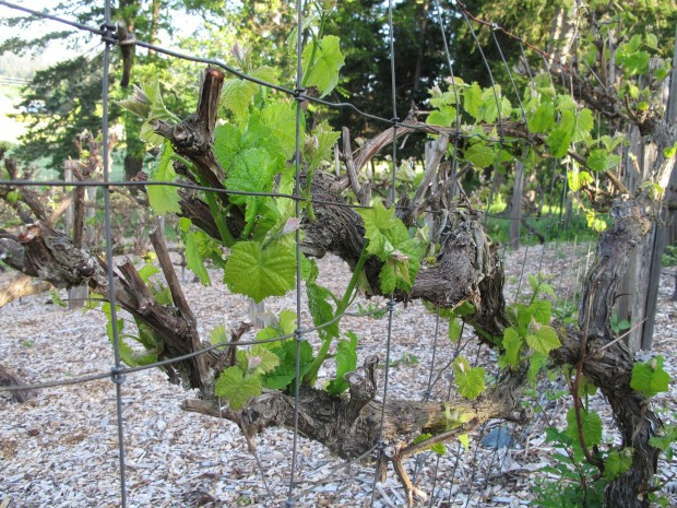 Growing Grapes In Backyard
 Growing grapes can take time attention Home & Garden