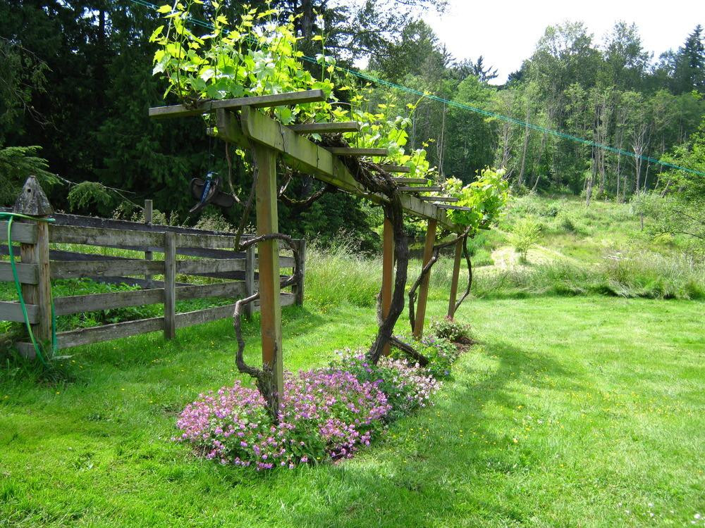 Growing Grapes In Backyard
 Vines and Climbers forum panion for grapes Garden