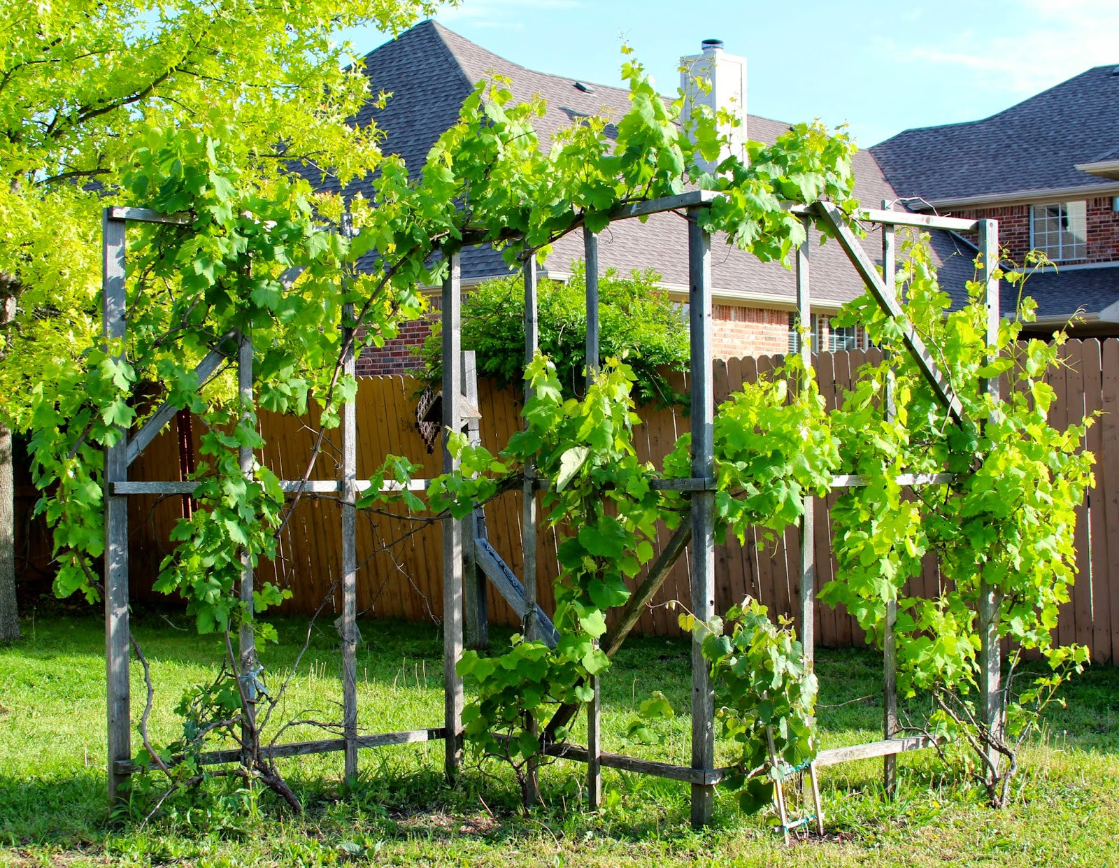 Growing Grapes In Backyard
 Rainbow Magic Sparkle Butterfly Early May 2014 The