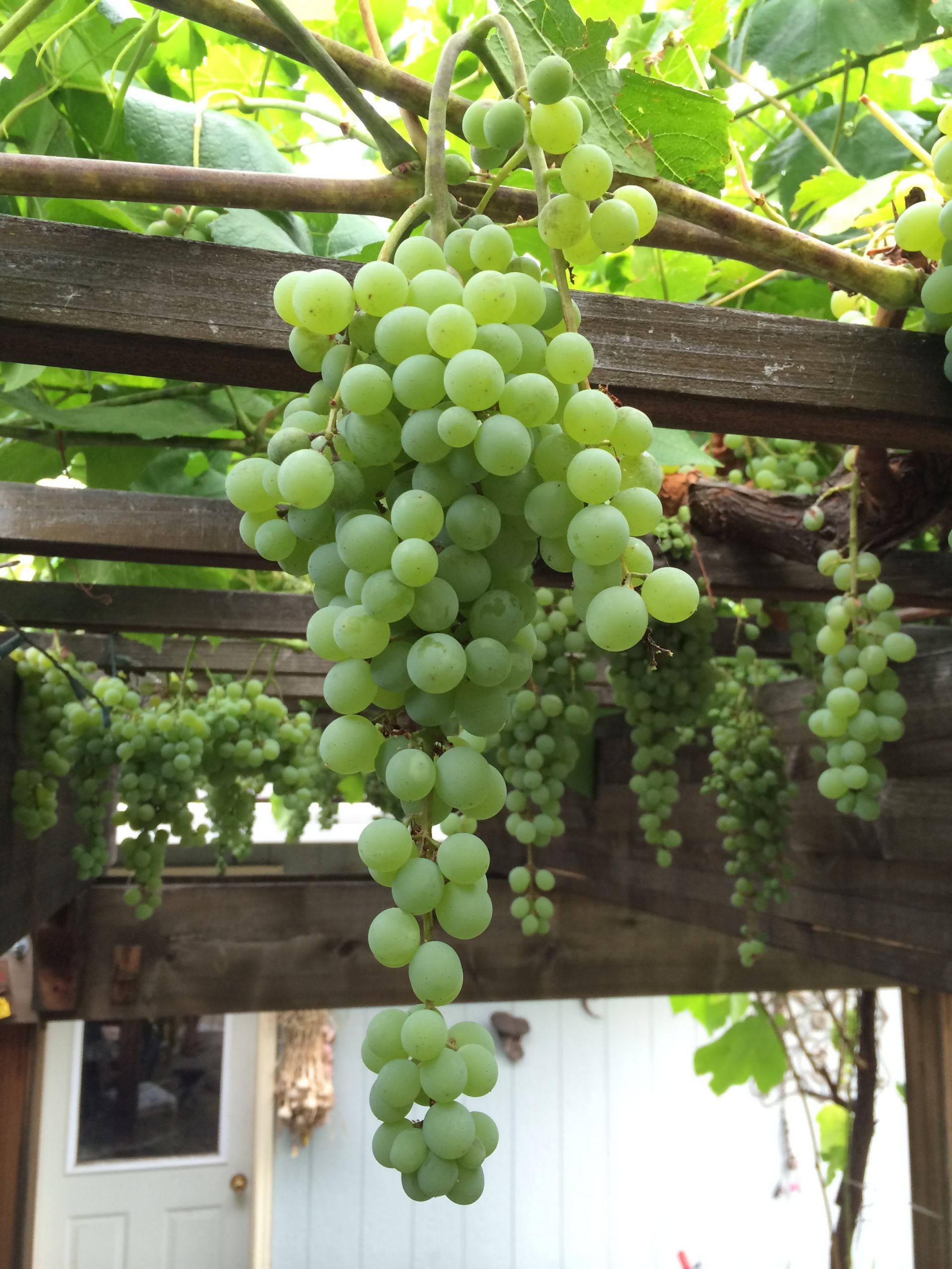 Growing Grapes In Backyard
 Tips for Growing and Pruning Table Grapes in the Home