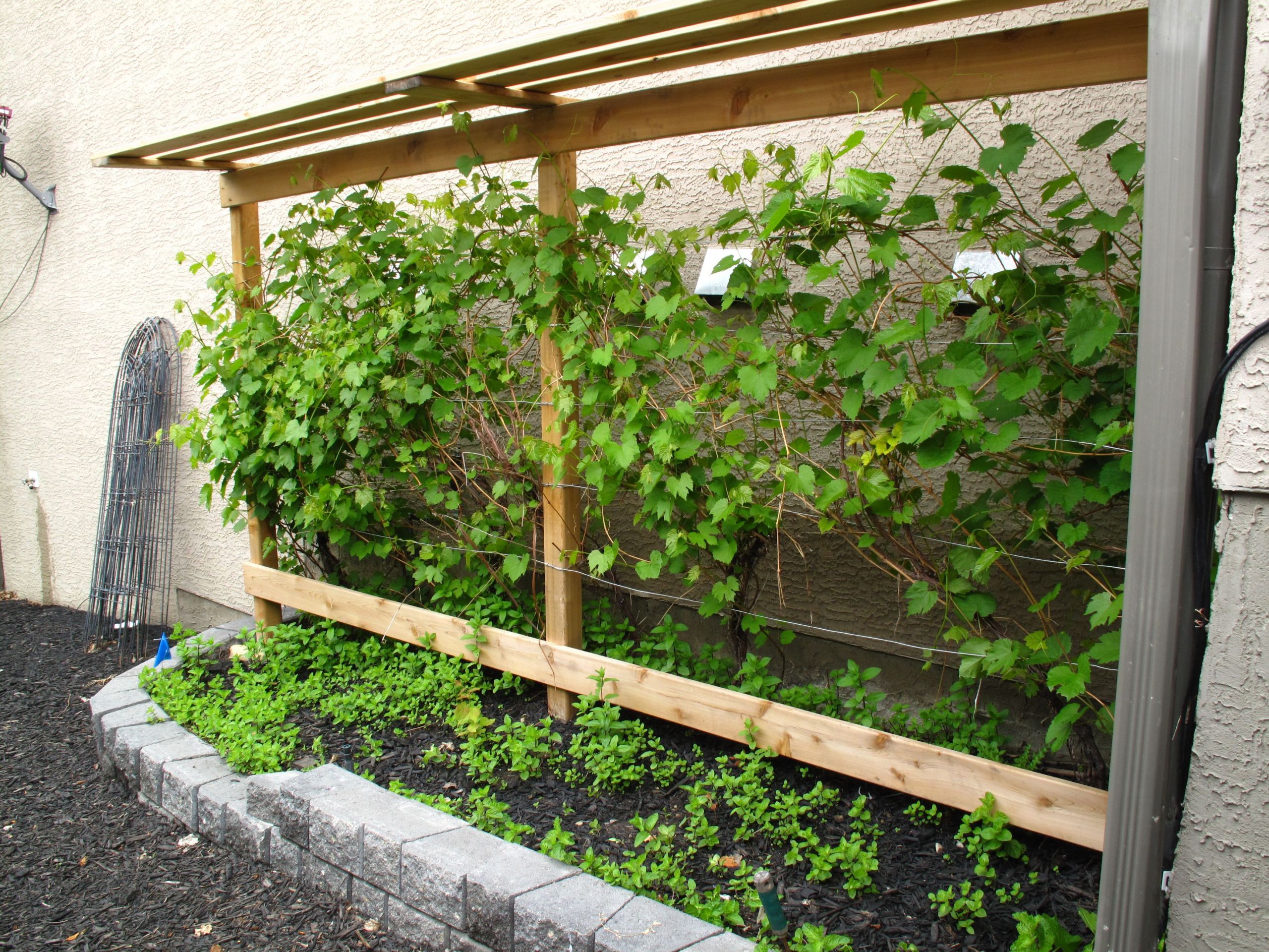 Growing Grapes In Backyard
 Grow your own grapes in Alberta with a grape vine trellis
