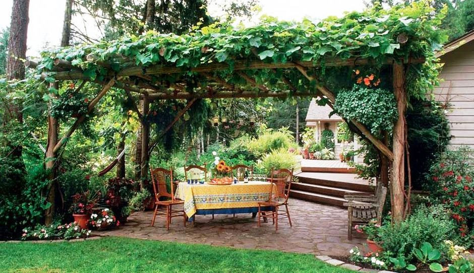 Growing Grapes In Backyard
 20 Awesome Tips to Growing Grape in Your Home Backyard