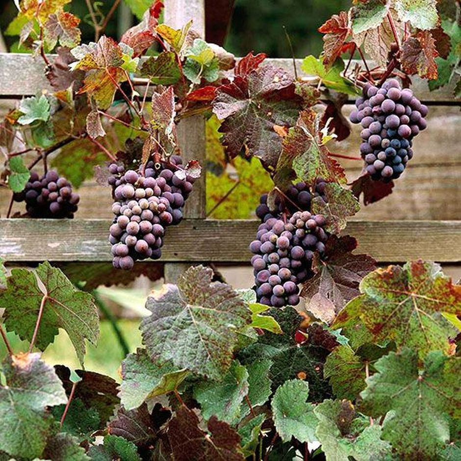Growing Grapes In Backyard
 20 Awesome Tips and Ideas to Grow Grape in Your Home