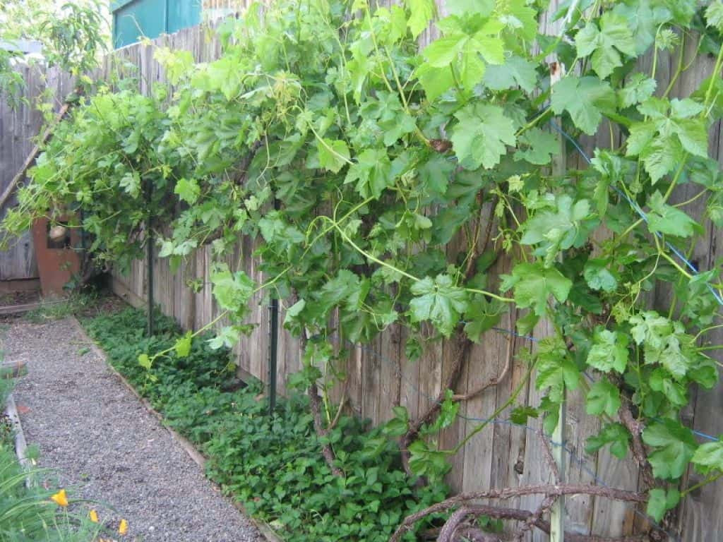 Growing Grapes In Backyard
 Outdoor Backyard With Grapes And Ground Cover Plants