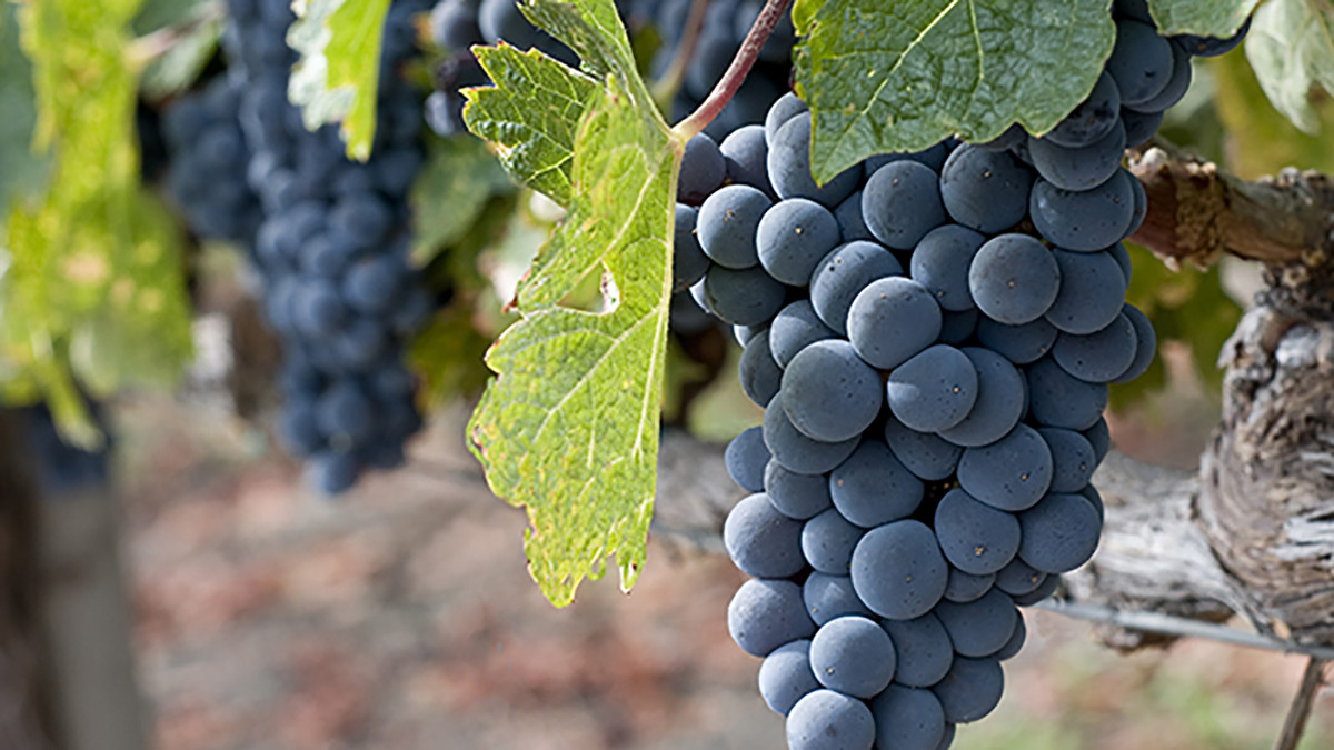 Growing Grapes In Backyard
 5 Easy Steps for Growing Grapes in Your Own Backyard