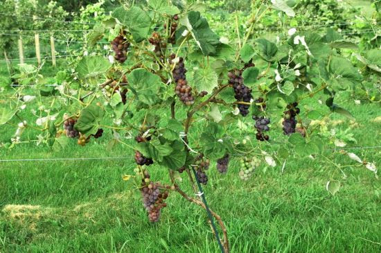 Growing Grapes In Backyard
 Create an Edible Landscape by Growing Small Fruits