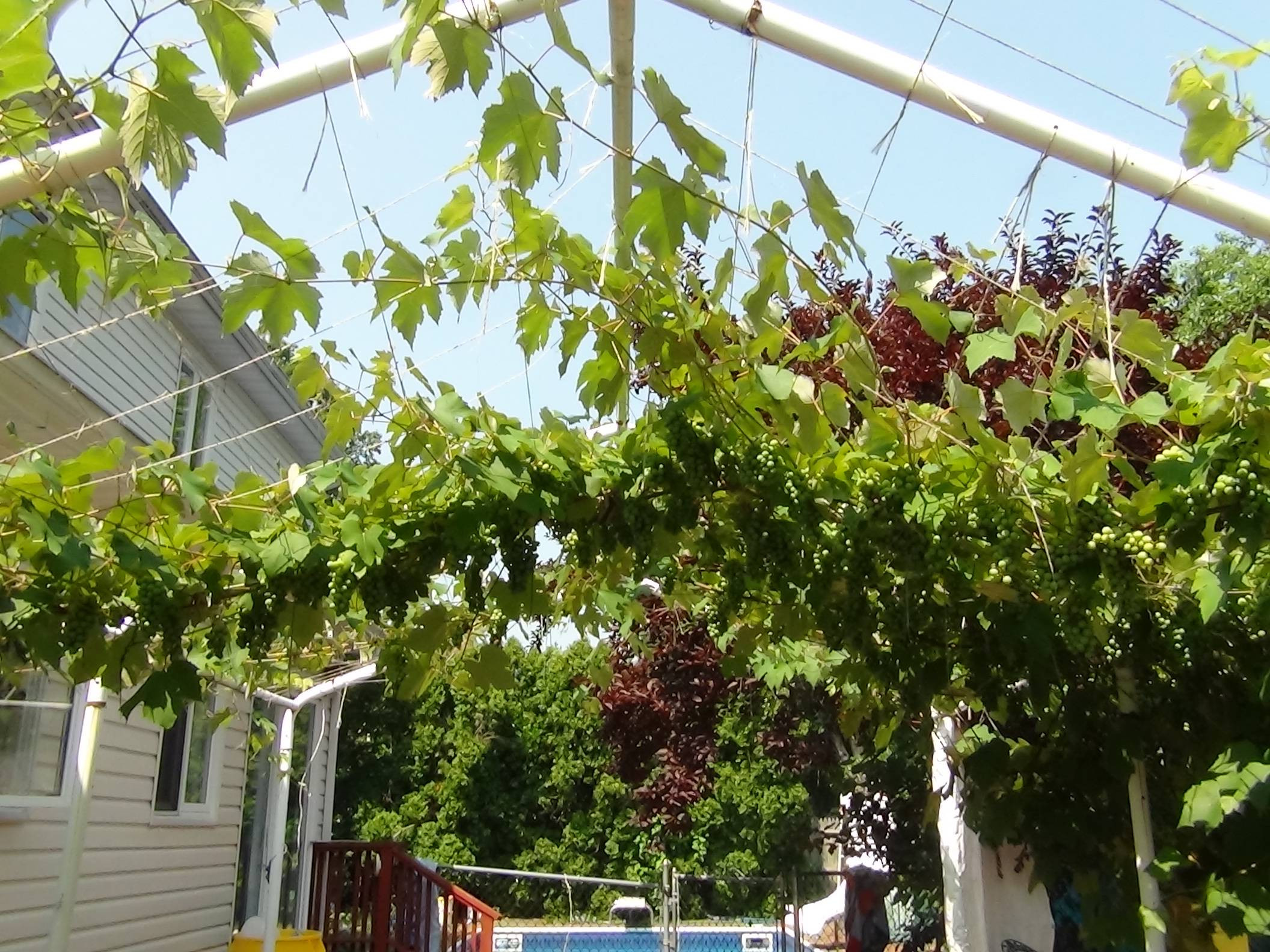 Growing Grapes In Backyard
 My mom has been growing grapes in our backyard She