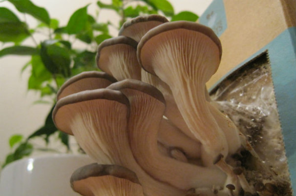 Growing Shiitake Mushrooms Indoors
 The 16 Best Healthy Edible Plants to Grow Indoors