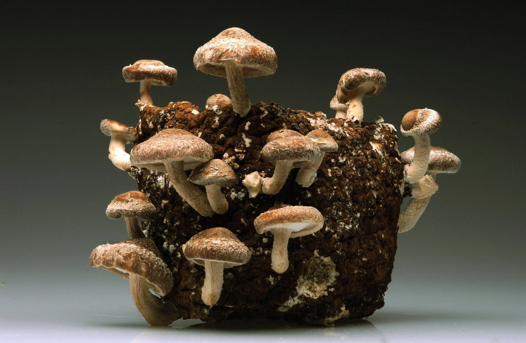 Growing Shiitake Mushrooms Indoors
 Grow mushrooms indoors with a kit