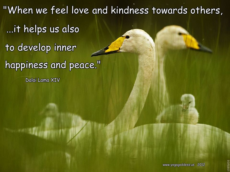 Loving Kindness Quotes
 Buddhist Quotes About Loving Kindness QuotesGram