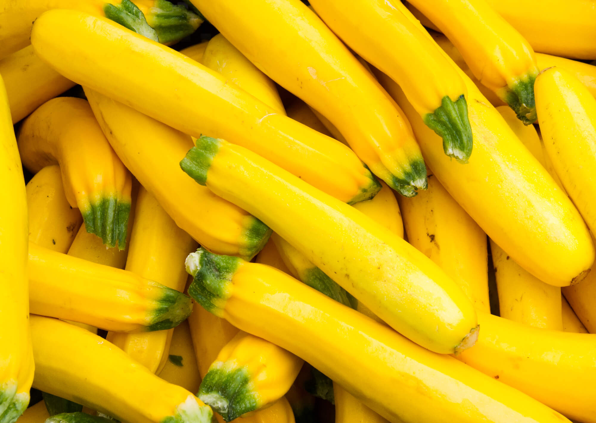 Summer Squash Nutrition
 Yellow Squash Why You Should Start Eating This Veggie Now