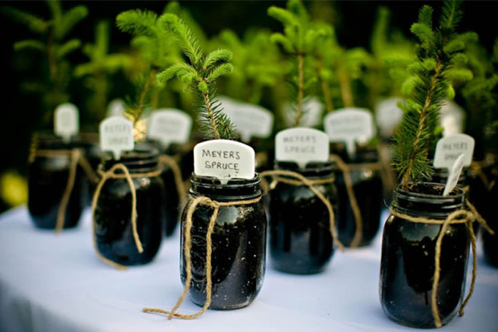 Tree Wedding Favors
 DIY Wedding Plant Favors are Perfect for a Green Wedding