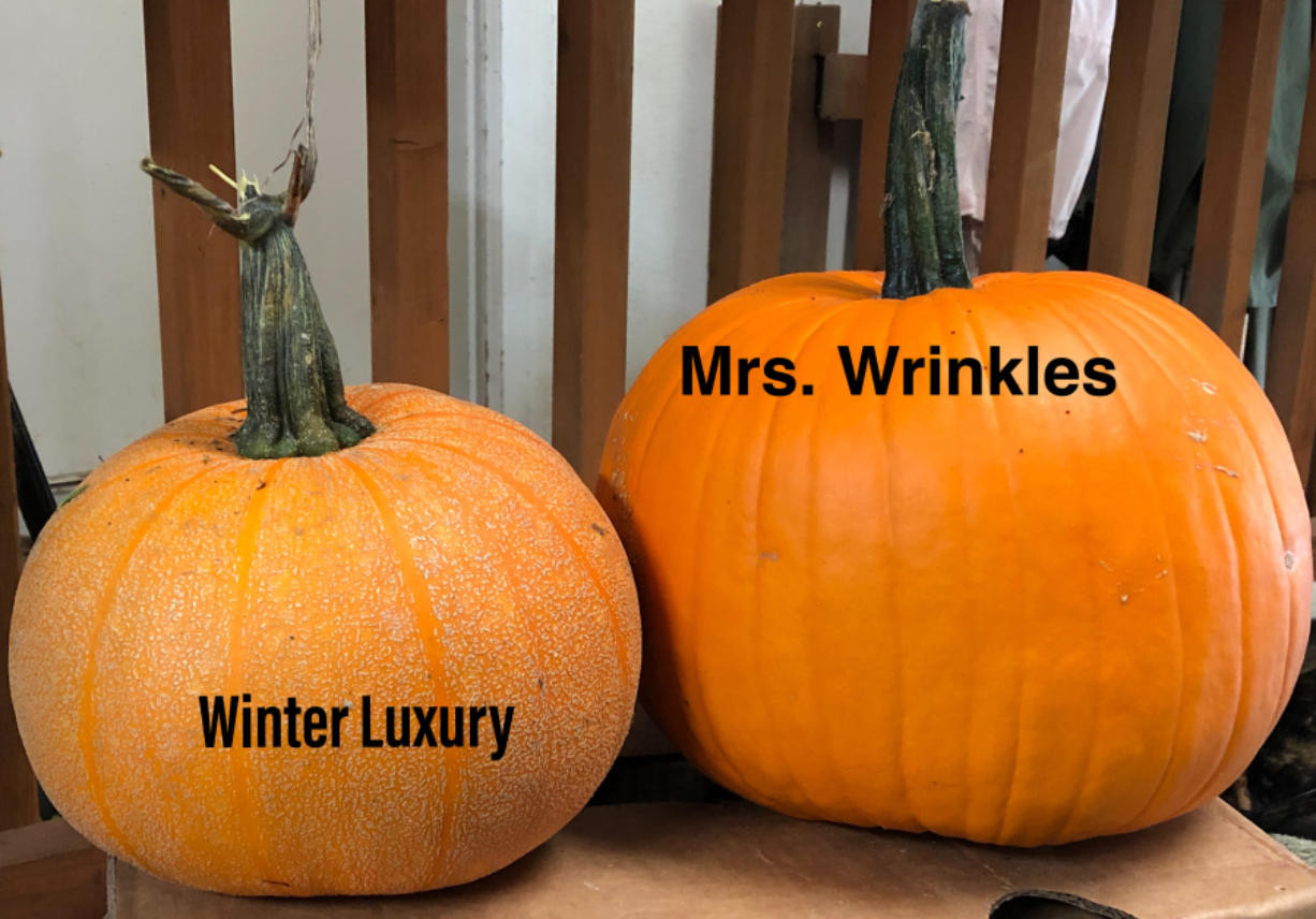 Winter Luxury Pie Pumpkin
 Market Fresh Finds Pumpkins can be used in variety of