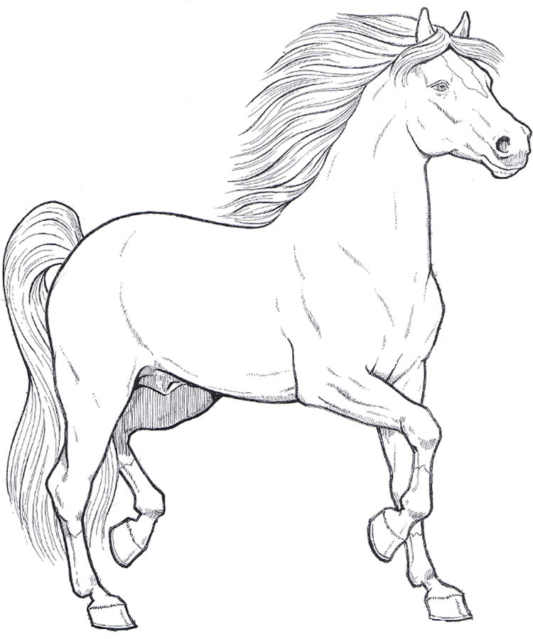 Adult Coloring Book Horse
 horses 1 Adult coloring pages