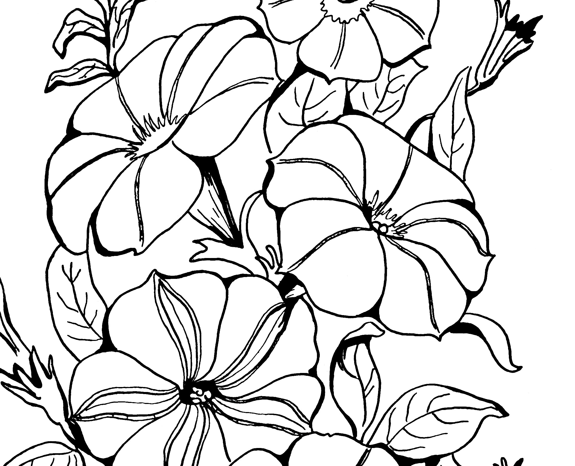 Adult Coloring Book Images
 Adult Coloring Page Petunias The Graphics Fairy